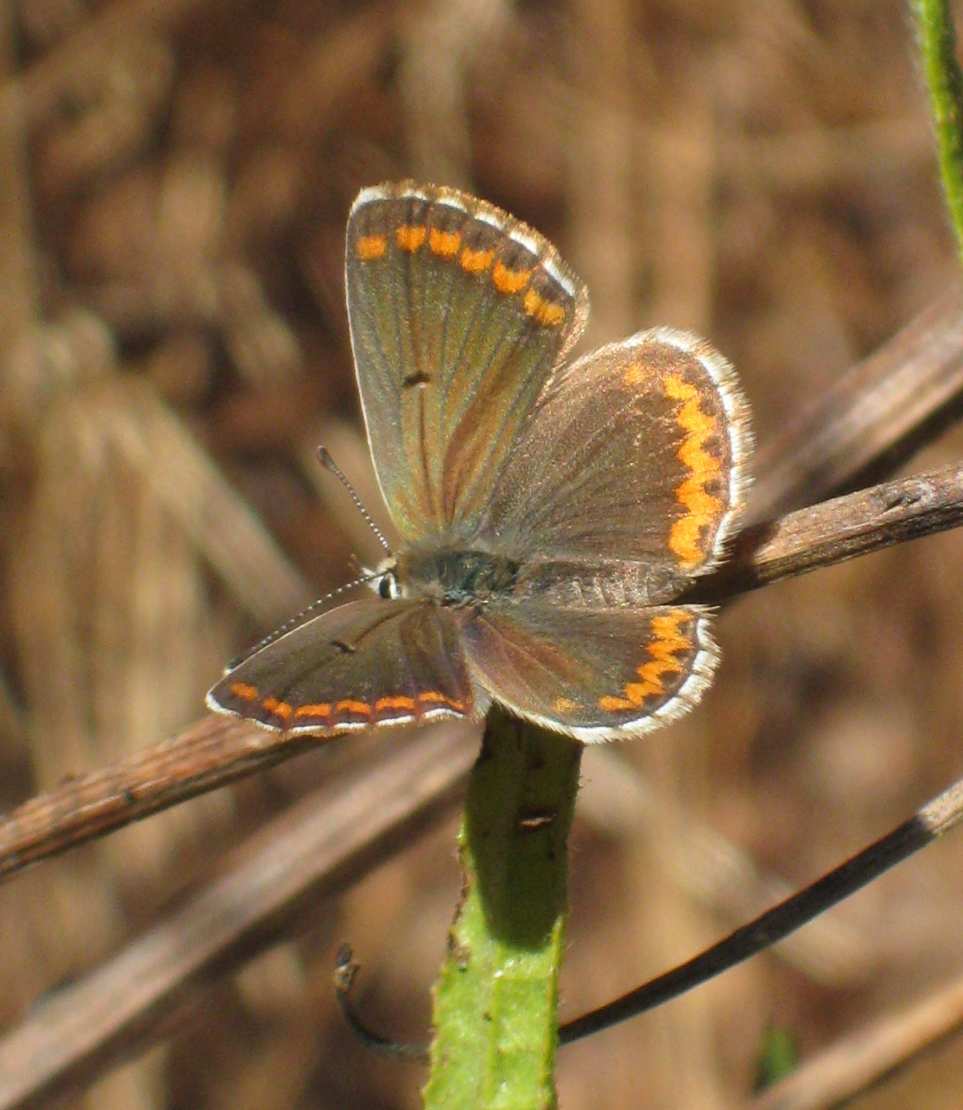 Aricia cramera Aricia cramera